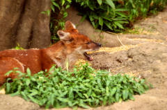 上野動物園_ドールのあくび