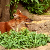 上野動物園_ドールのあくび