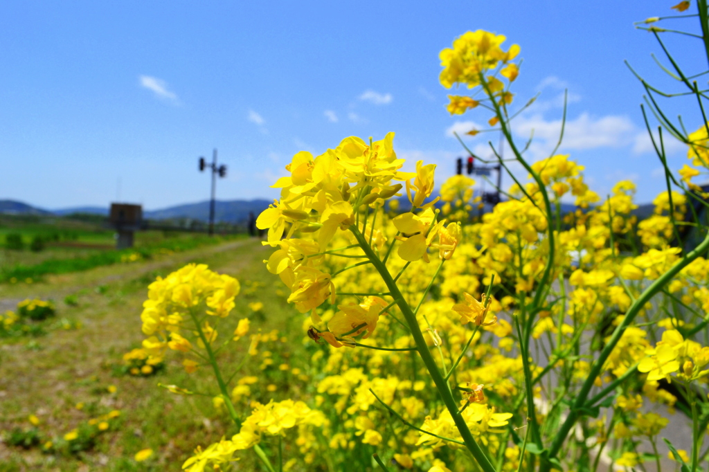 飯山市の菜の花ロード