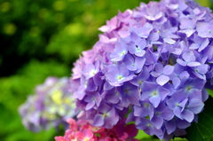 三室戸寺の紫陽花