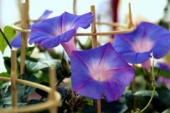 夏を知らせる花