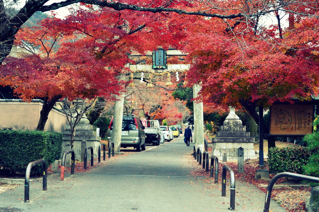 紅葉の隠れた名所、鷺森神社
