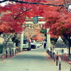 紅葉の隠れた名所、鷺森神社