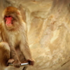 上野動物園_猿山のサル