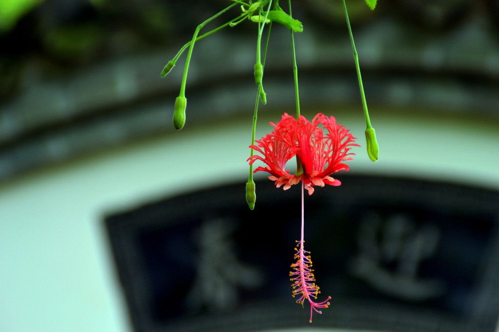一輪の花火