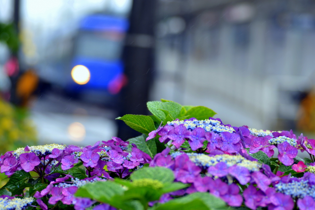 花を越えて