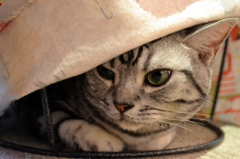 かくれんぼ