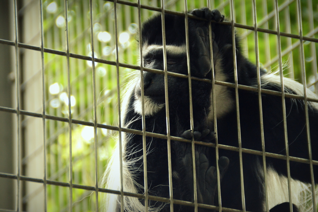 上野動物園_サル
