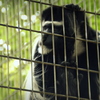 上野動物園_サル