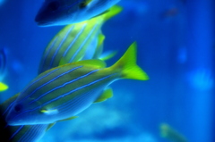 海の中のネオン