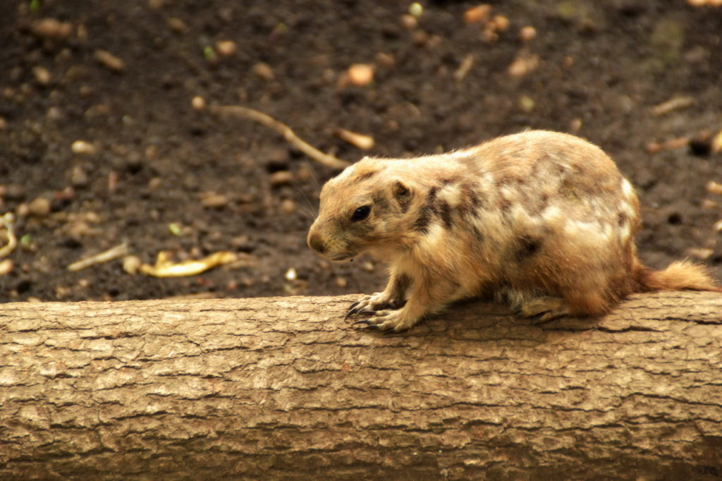 上野動物園_プレリードッグ