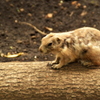 上野動物園_プレリードッグ