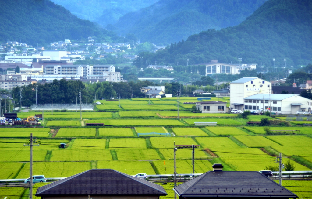 緑の海と蒼き山