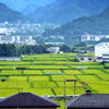 緑の海と蒼き山