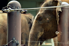 上野動物園_ゾウの優しい目