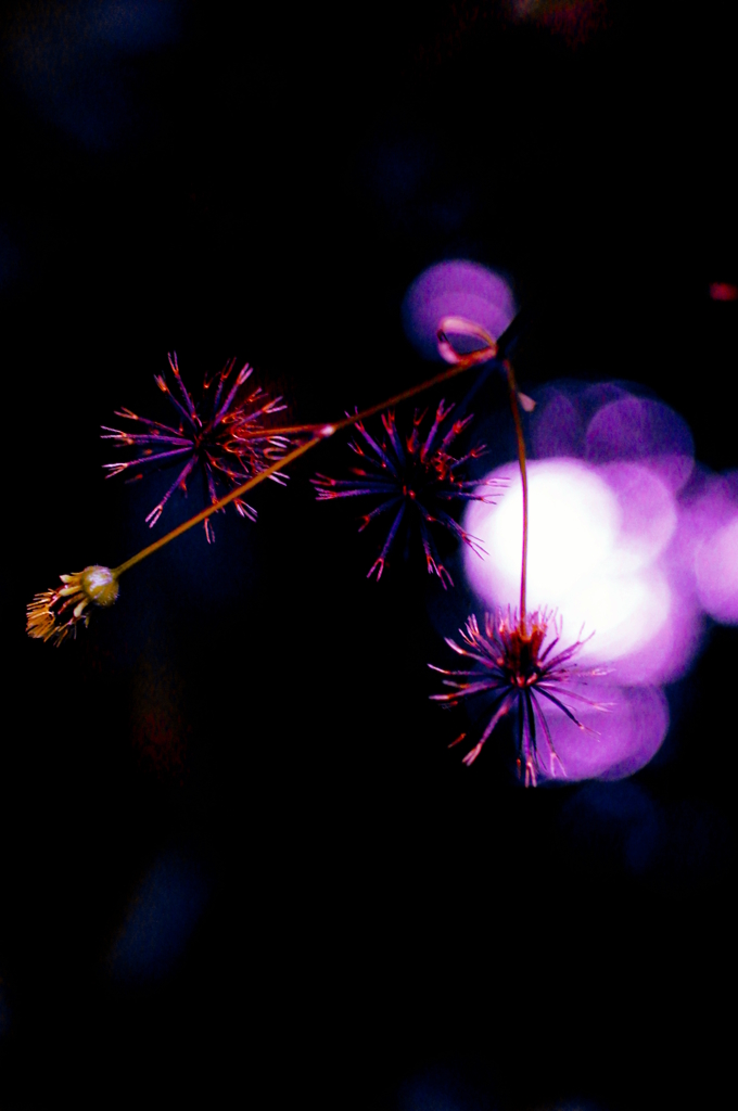 線香花火
