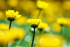 Chrysanthemum multicaule