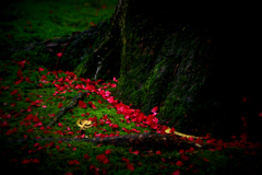 真紅の花びら