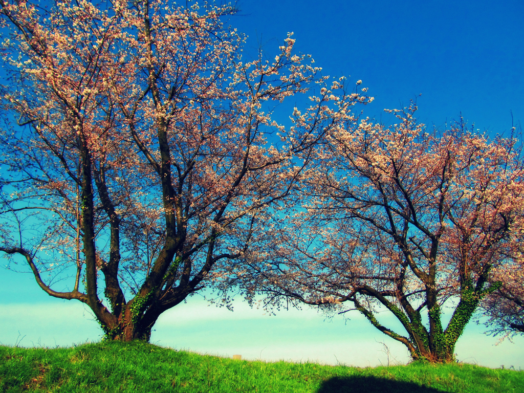 夫婦桜