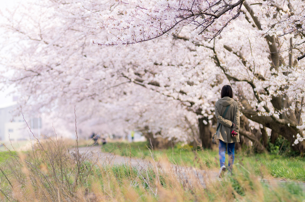 犀川の桜