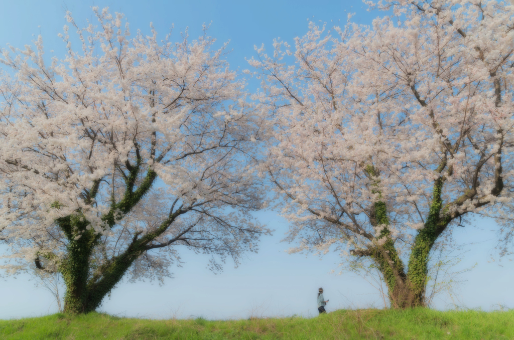 桜咲く頃