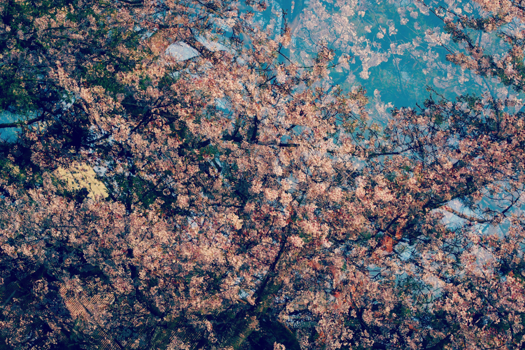 百重桜