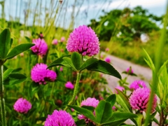 道端の花