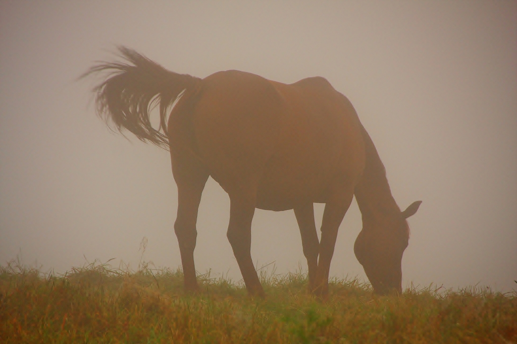 朝靄の中の馬