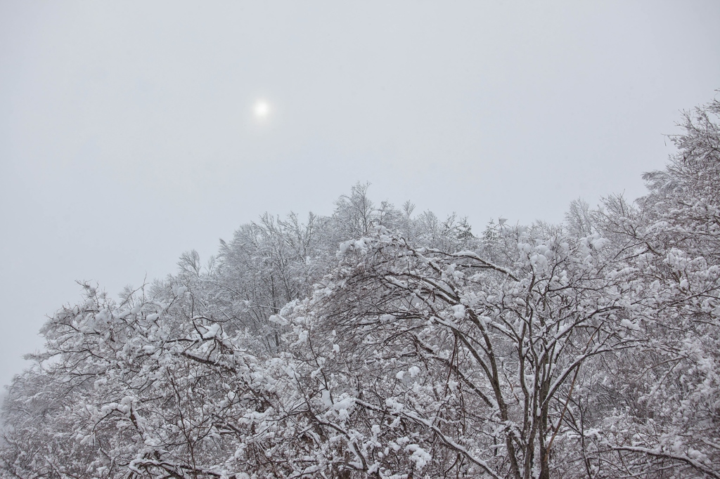 雪の世界