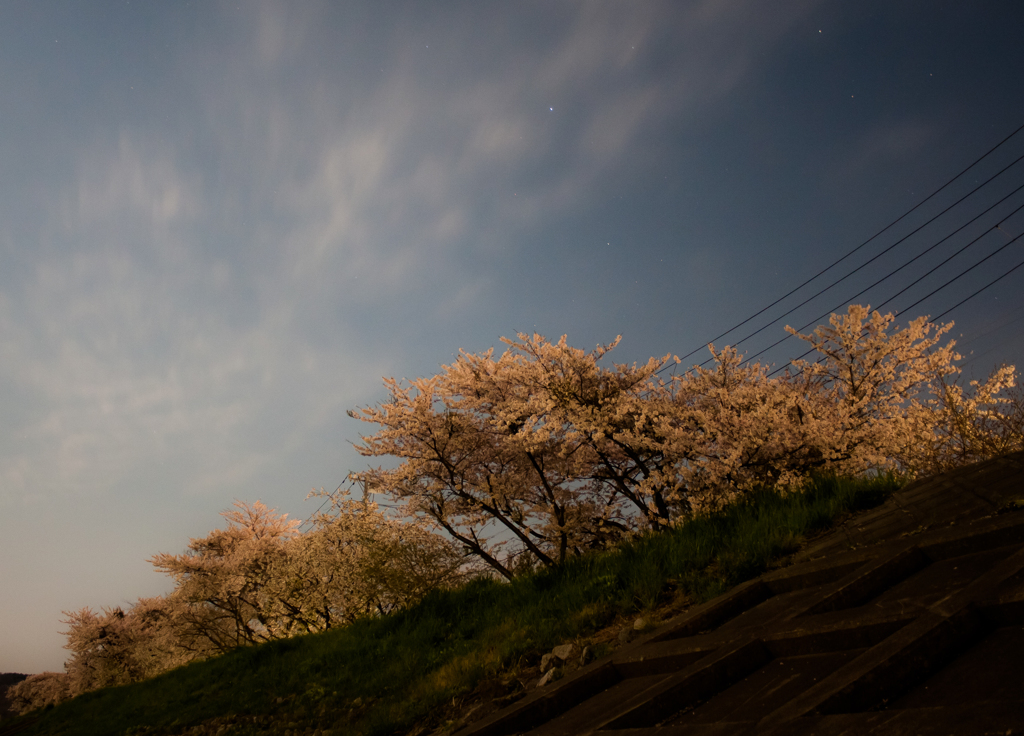 土手の夜桜