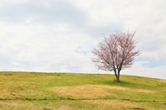 一本桜