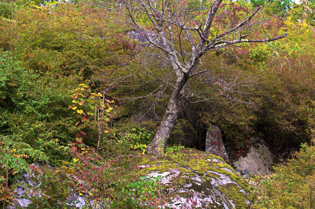 新山の石割桜