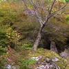 新山の石割桜
