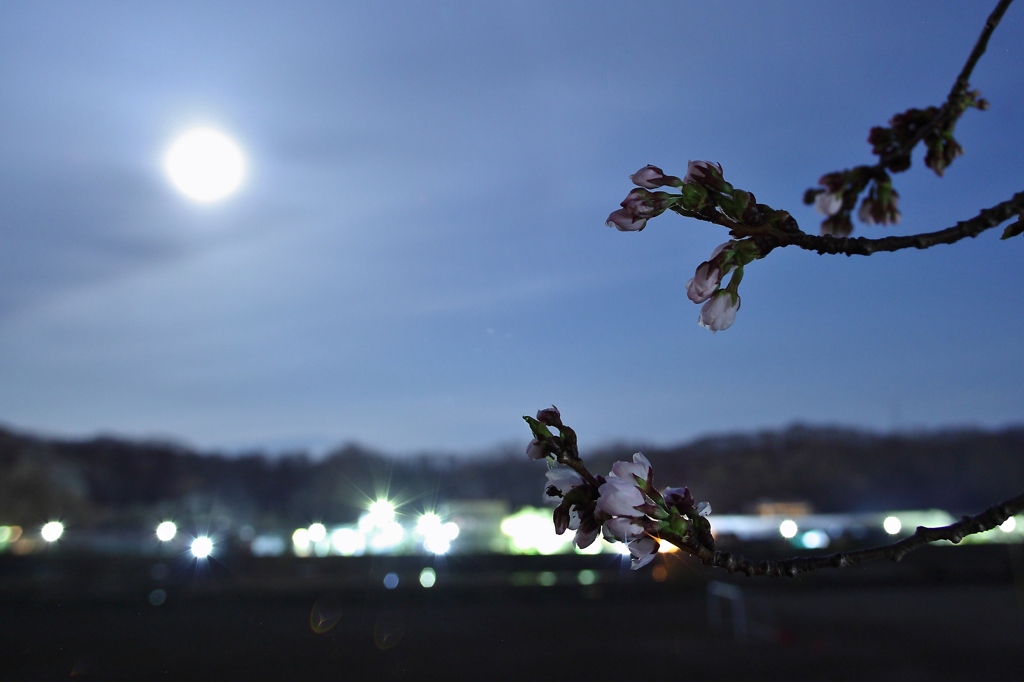 月夜桜