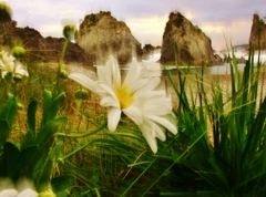 極楽に咲く浜ユリ