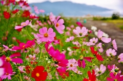 海辺の通り脇に咲く花