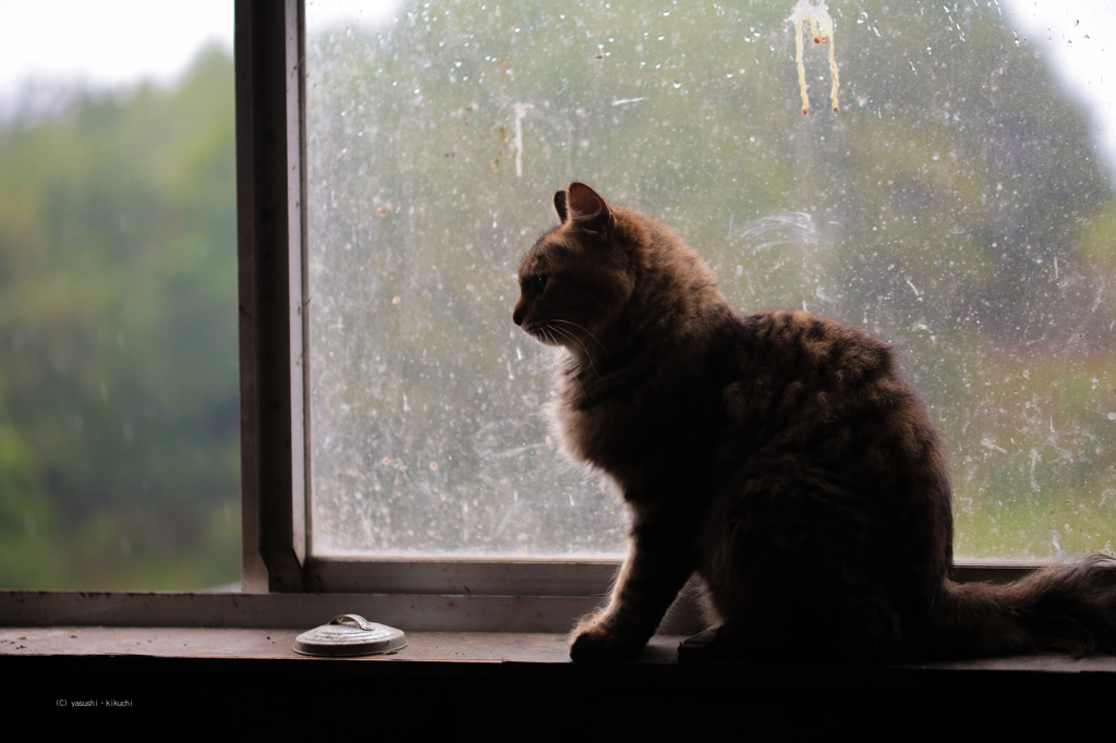 憂鬱な雨