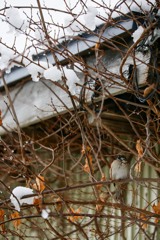 雀の雪宿り