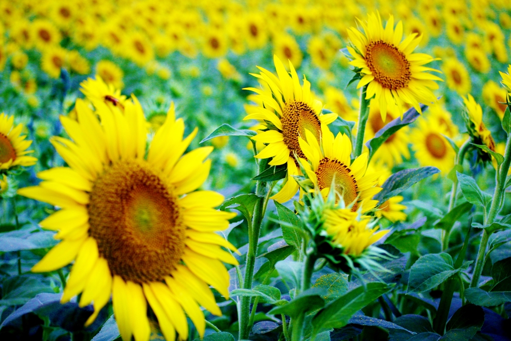 まだまだ咲きます！