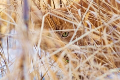キャッツアイ