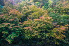 0B9A7068