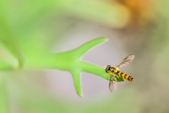 19251283_802721623217714_1414970234_n