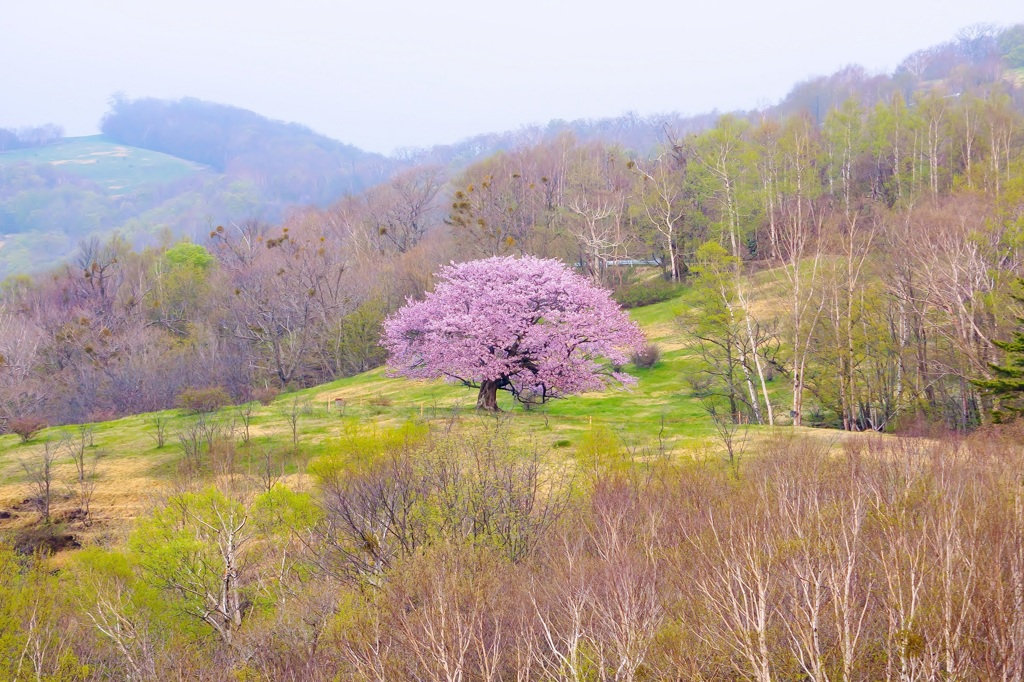 亀ケ森の一本桜