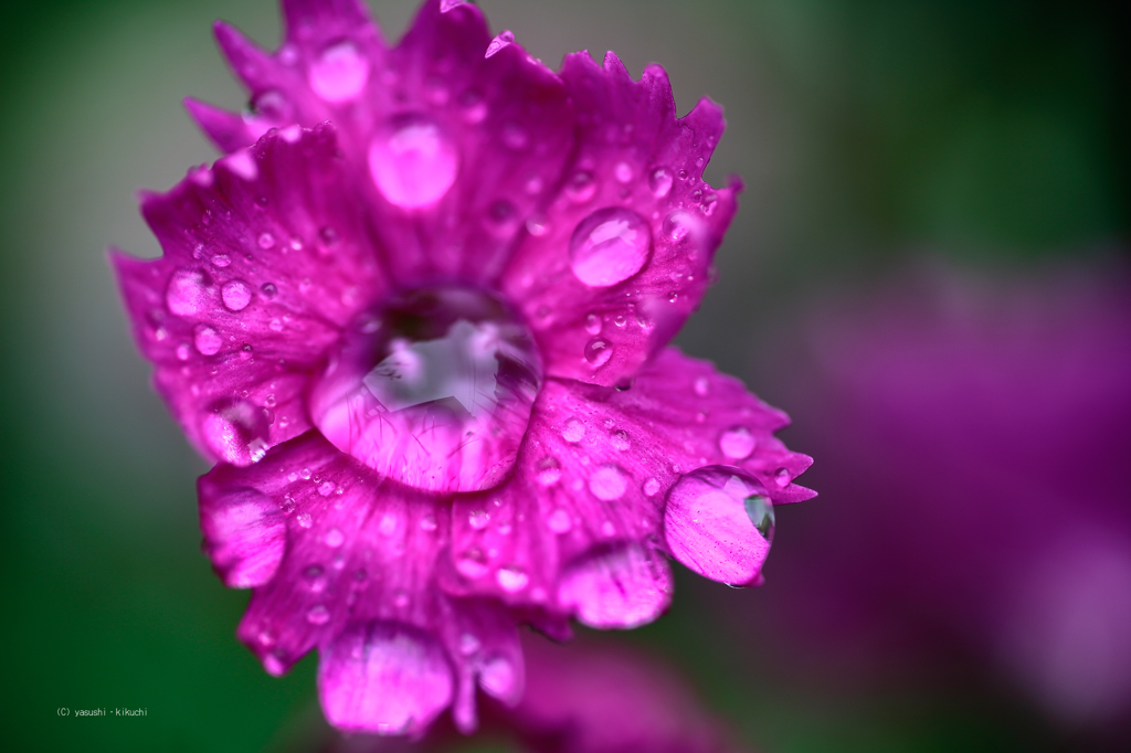 春雨