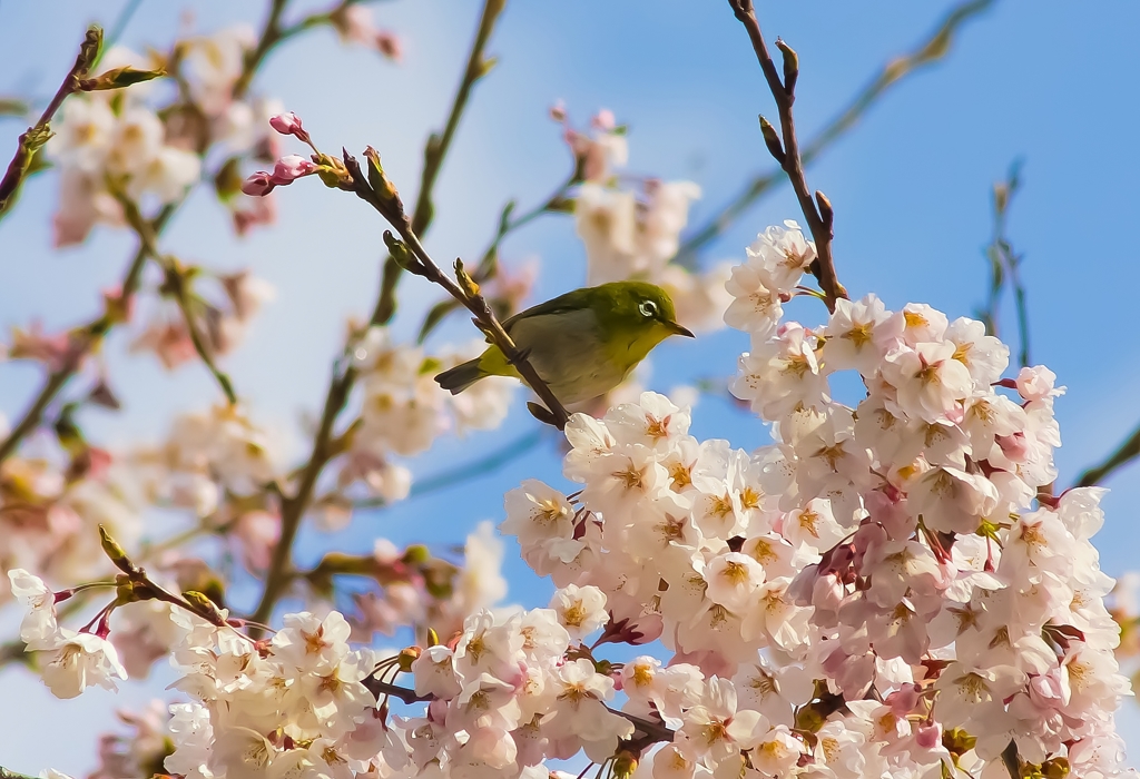 メジロと桜