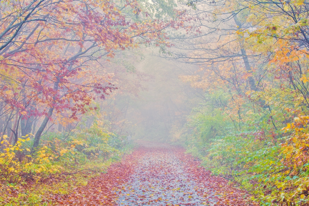 紅葉