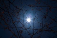晩秋の月