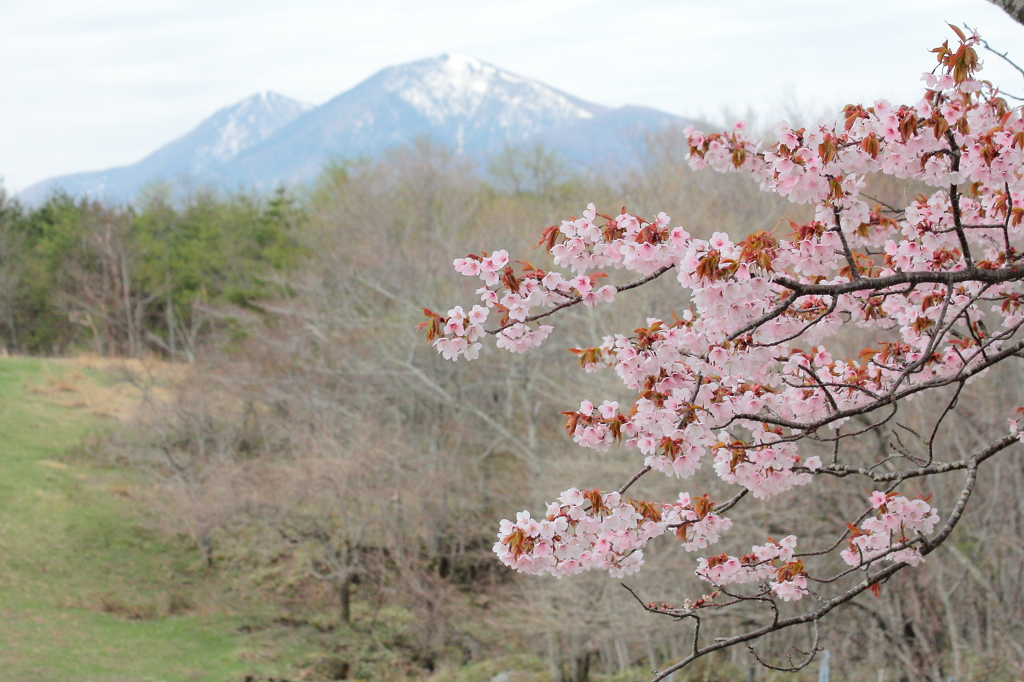 山桜