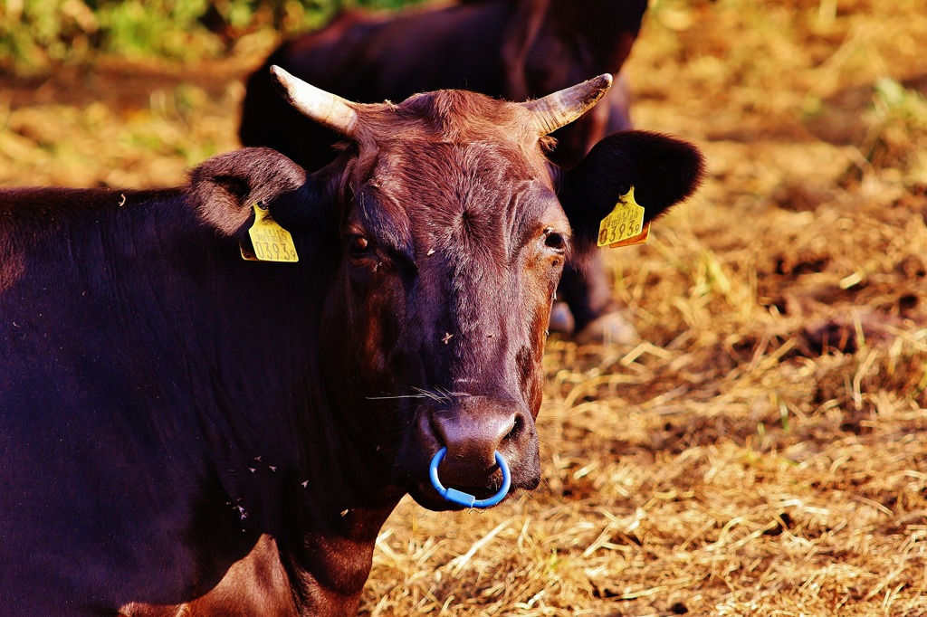 カメラ目線でウッシッシ