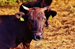 カメラ目線でウッシッシ